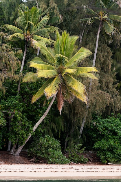 Foto gratuita paisaje tropical de hawaii con palmeras