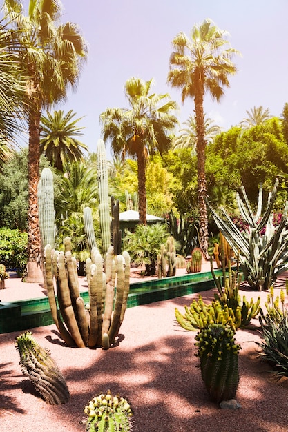 Paisaje tropical con palmeras y cactus.