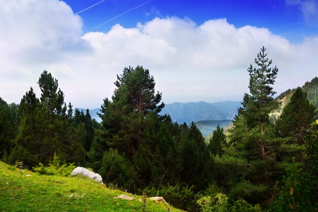 Paisaje de verano con bosque montañoso