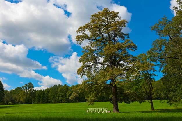 paisaje de verano