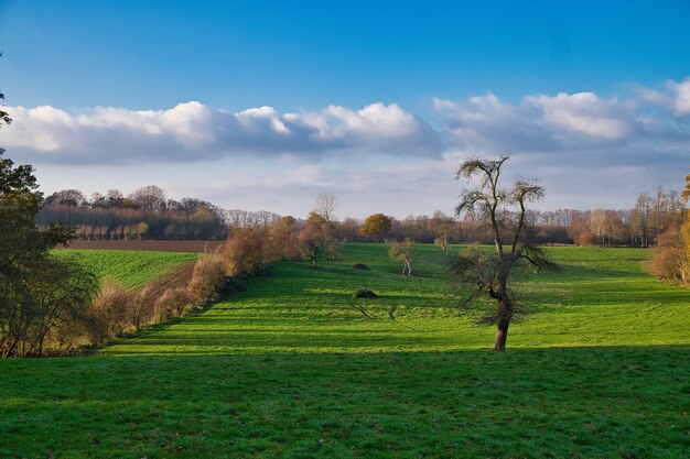 Un paisaje verde con árboles otoñales sin hojas, con nubes en el fondo