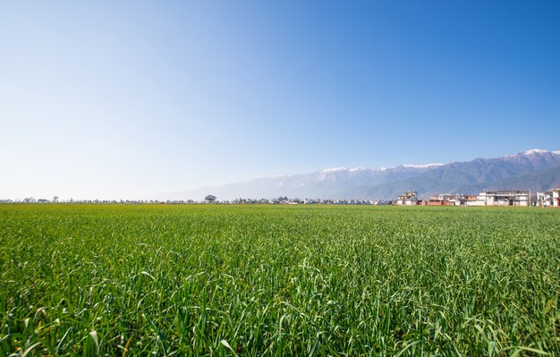 Paisaje verde en una granja