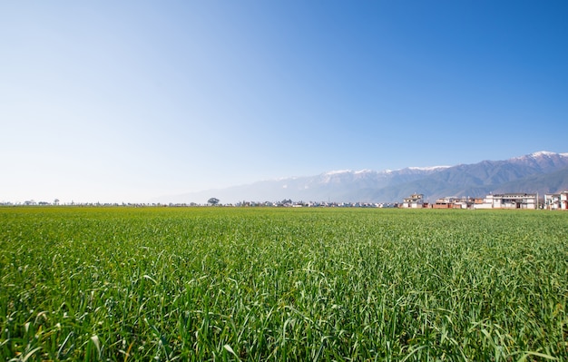 Paisaje verde en una granja