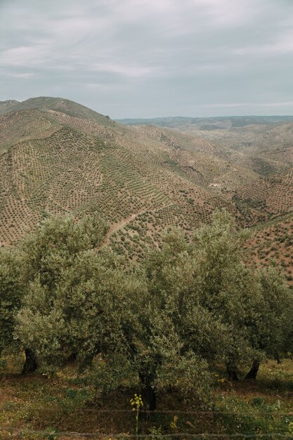 Paisaje verde con muchos árboles verdes y montañas bajo las nubes de tormenta