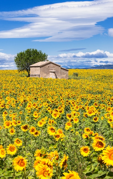 Paisaje vertical con campo de girasol sobre nublado cielo azul