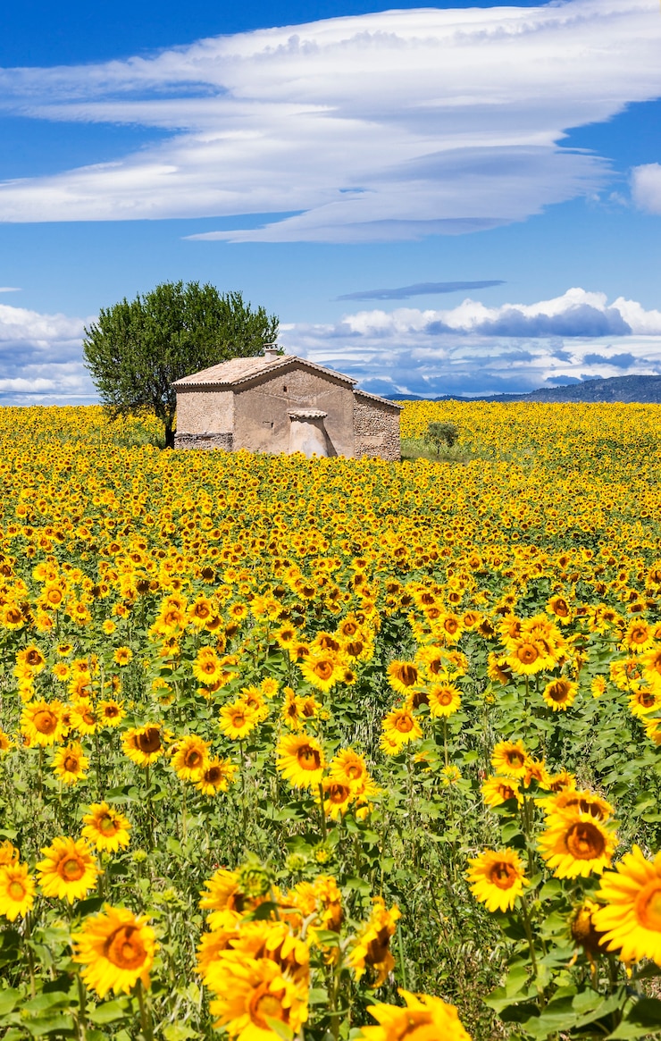 Foto gratuito paisaje vertical con campo de girasol sobre nublado cielo azul