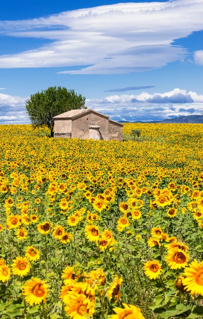 Paisaje vertical con campo de girasol sobre nublado cielo azul