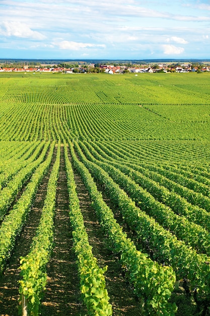 Paisaje de viñedo francés