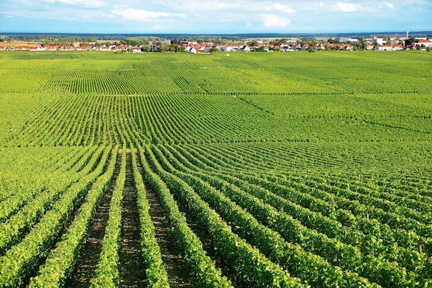 Paisaje de viñedo en francia