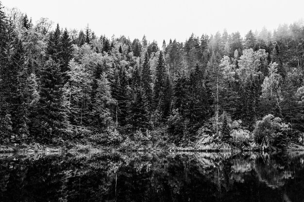 Paisajes dramáticos en blanco y negro con árboles y lago