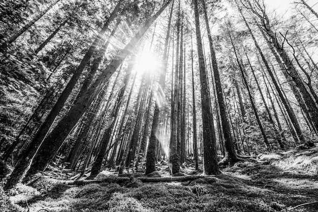 Paisajes dramáticos en blanco y negro con árboles.