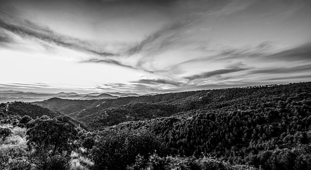 Foto gratuita paisajes dramáticos en blanco y negro con bosque