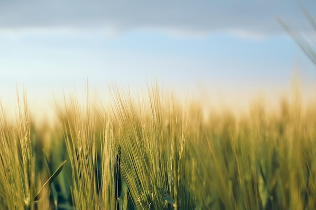 Paisajes rurales a la luz del sol del atardecer contra un cielo azul enfoque suave selectivo profundidad de campo espigas frescas de centeno verde joven en la naturaleza en un campo de verano