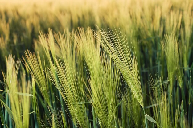 Paisajes rurales bajo la luz del sol espigas frescas de centeno verde joven en la naturaleza en un campo de verano al atardecer enfoque suave selectivo profundidad de campo