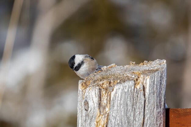 Pajarito en poste de madera