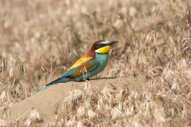 Foto gratuita pájaro abejaruco común con plumas de colores posado sobre una roca