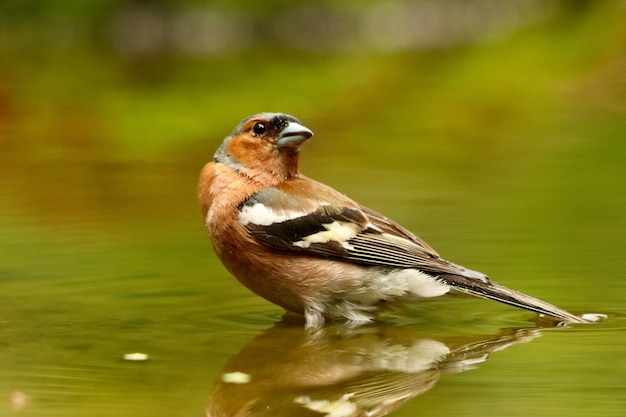 Pájaro en el agua