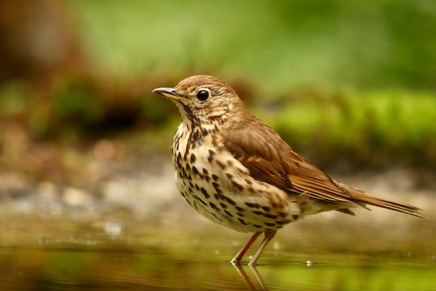 Pájaro en el agua