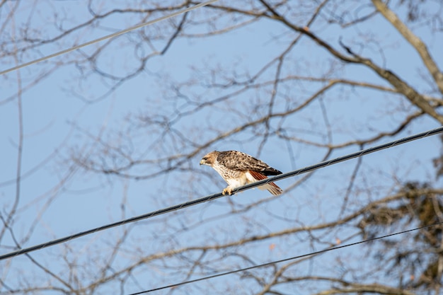 Foto gratuita pájaro al aire libre