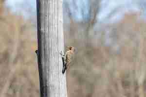 Foto gratuita pájaro al lado de un árbol