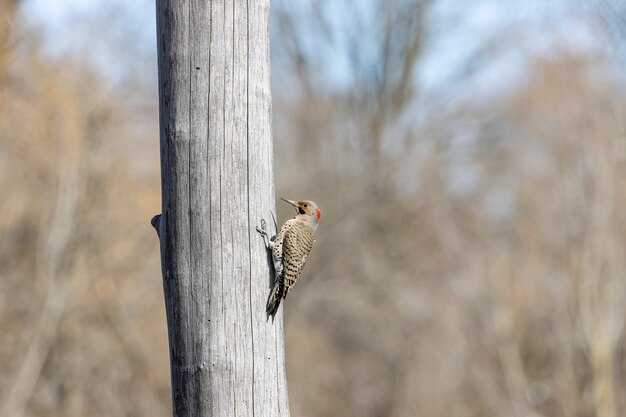 Pájaro al lado de un árbol