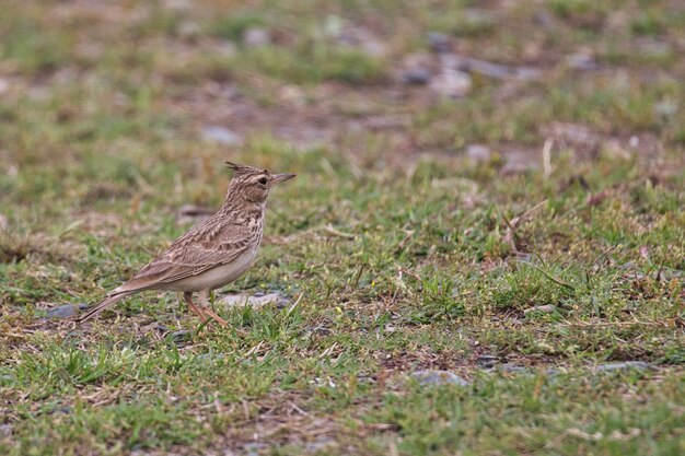 Pájaro alondra en el suelo en Pakistán