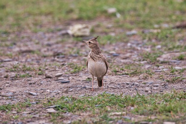 Pájaro alondra en el suelo en Pakistán