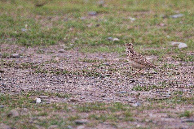 Pájaro alondra en el suelo en Pakistán