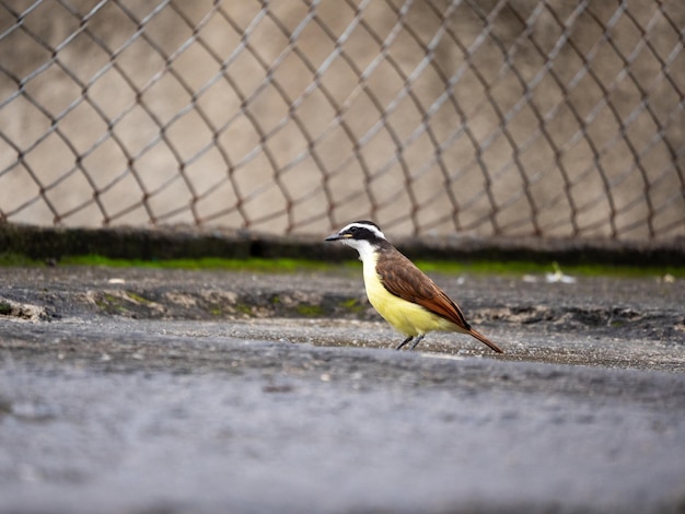 Foto gratuita pájaro amarillo comiendo en el parque