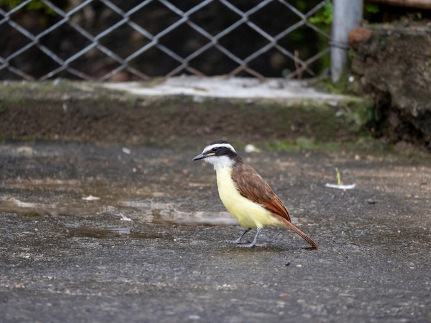 Foto gratuita pájaro amarillo comiendo en el parque