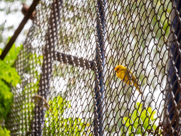 El pájaro amarillo está en una rejilla metálica