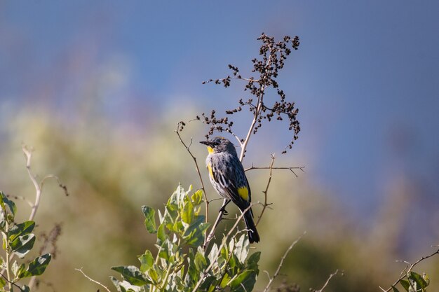 Pájaro amarillo y negro en la rama de un árbol durante el día