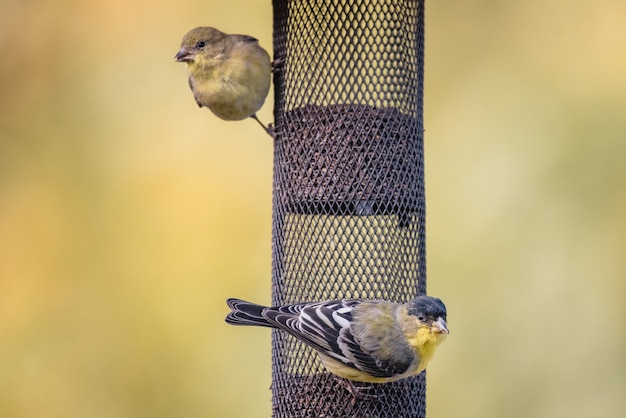 Foto gratuita pájaro amarillo y negro en red negra