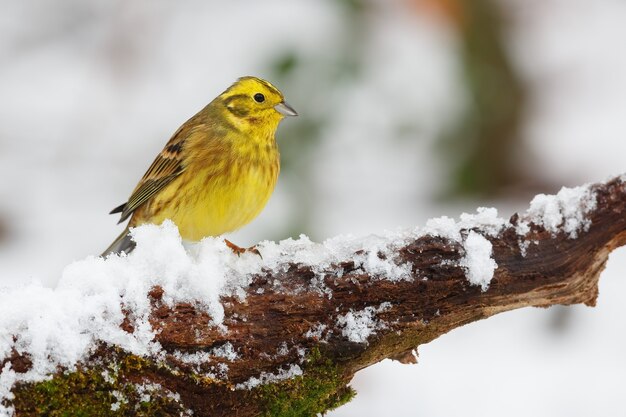 Pájaro amarillo posado en una rama cubierta de nieve