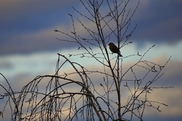 Pájaro en el árbol Animal en la naturaleza. Fondo colorido natural.