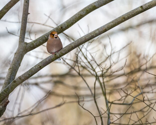 Pájaro en un árbol