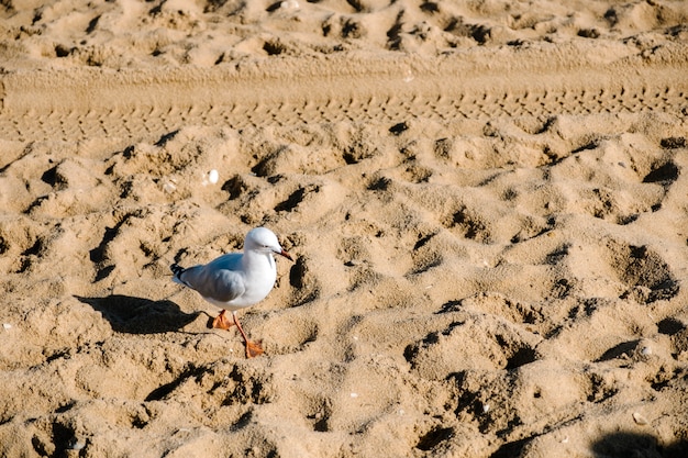 pájaro y arena