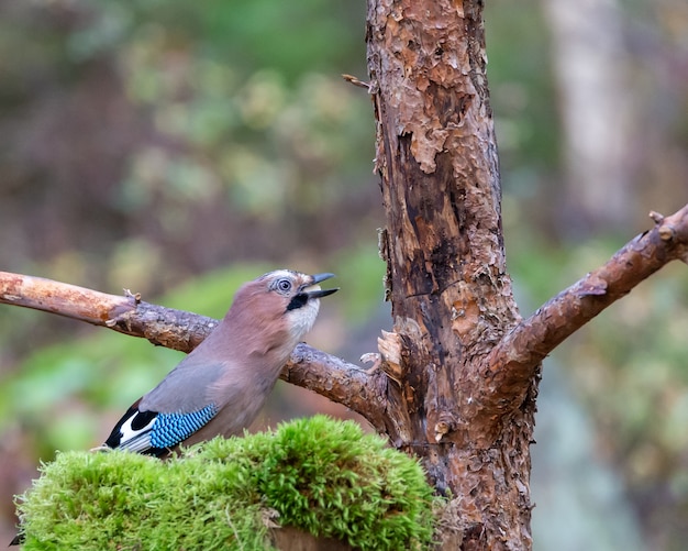 Pájaro arrendajo euroasiático comiendo semillas cerca de un árbol