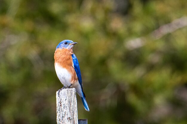 Pájaro azul, marrón y blanco sentado sobre un trozo de madera pintada