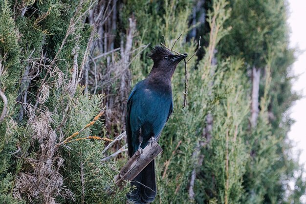 Pájaro azul y negro en la rama de un árbol marrón durante el día