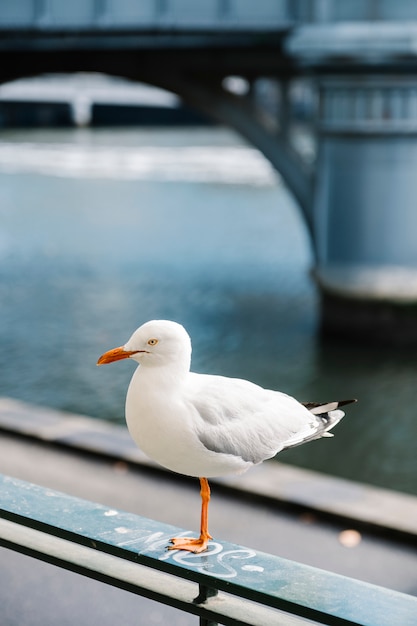 Foto gratuita pájaro blanco en la ciudad