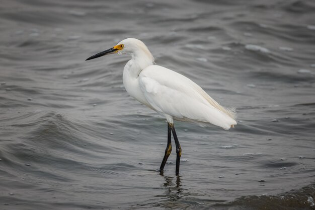 Pájaro blanco en cuerpo de agua durante el día