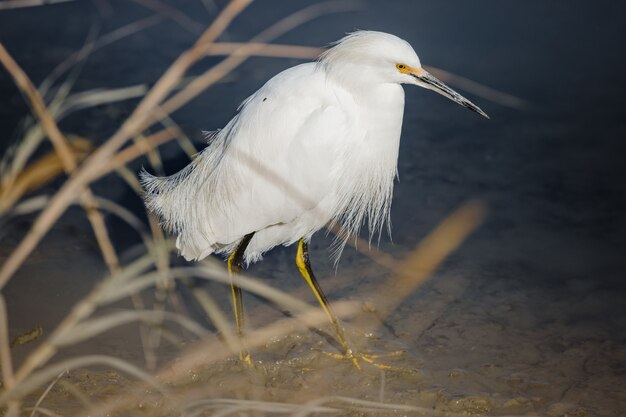 Pájaro blanco en cuerpo de agua