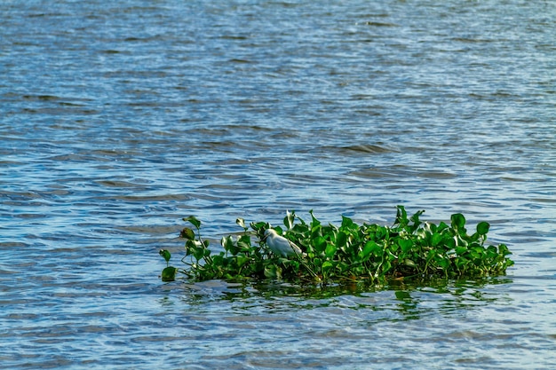 Pájaro blanco de la garceta nevada posado en un parche de hierba en el agua