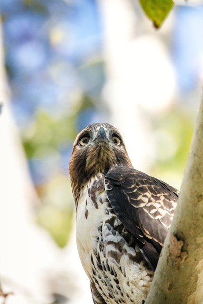 Pájaro blanco y marrón en la rama de un árbol durante el día