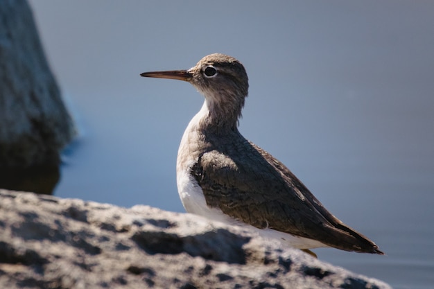 Pájaro blanco y marrón sobre roca marrón durante el día