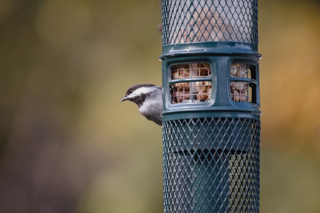 Pájaro blanco y negro en jaula azul