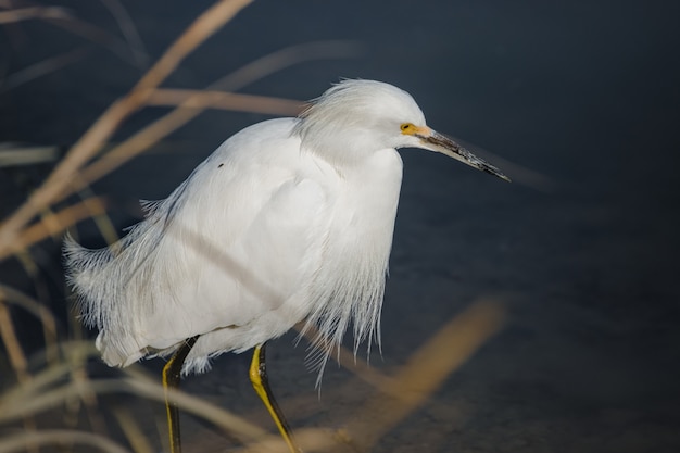 Pájaro blanco en palo de madera marrón