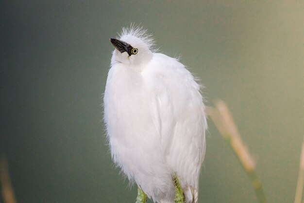 Foto gratuita pájaro blanco en la rama de un árbol marrón