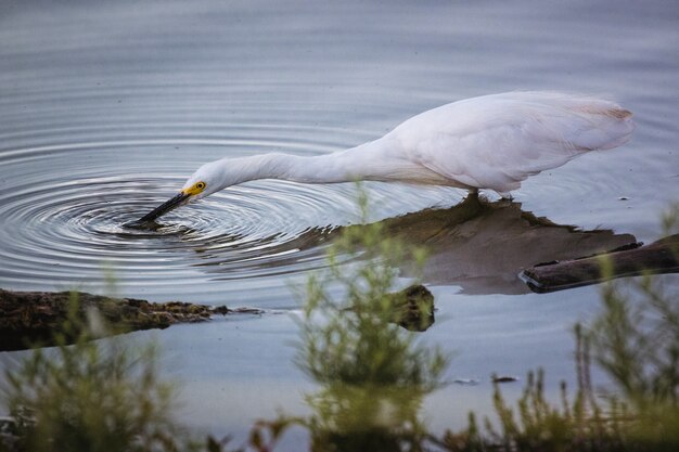 Pájaro blanco sobre el agua durante el día